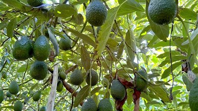 محصول على الموضة.. هل الأفوكادو فرصة المزارعين الجديدة في مصر أم مغامرة عالية المخاطر؟