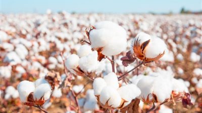 هل يعود القطن المصري للصدارة؟ مبادرة جديدة تكشف خطة رفع الجودة والتنافسية عالميًا