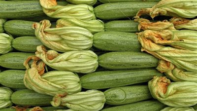 زراعة الكوسة.. محصول سريع الإنتاج خلال 40 يوم وخطوات بسيطة لحصاد وفير