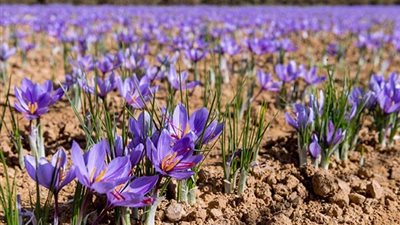 “الزعفران في مصر”.. أغلى محصول في العالم يدخل حسابات المزارعين.. هل يستحق المغامر