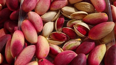  الفستق الحلبي.. محصول استراتيجي واعد في المناطق الجافة بعوائد مرتفعة