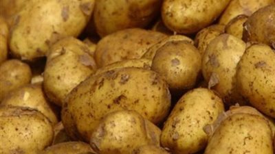  زراعة البطاطس في الشكاير.. فكرة بسيطة تحقق إنتاج عالي من المساحات الصغيرة