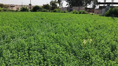 البرسيم الجديد من مركز البحوث.. بشرى خير أصناف برسيم جديدة تحت التسجيل والإنتاج يضاعف