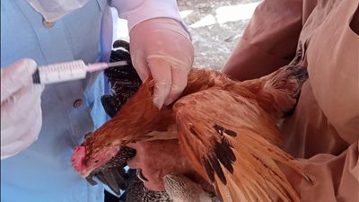 «بيطري كفر الشيخ» يعلن تحصين 178 ألف طائر ضد الأمراض الوبائية خلال أبريل