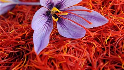 أمير حائل يستعرض نتائج مشروع «منتجع حائل الريفي» لزراعة الزعفران وتعزيز السياحة الزراعية