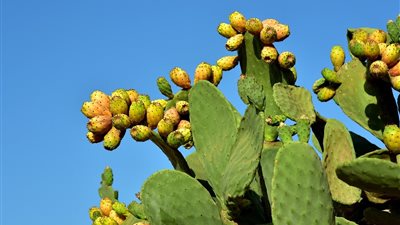 «التين الشوكي».. رهان الاستثمار الزراعي منخفض التكلفة وعالي الربحية في الأراضي الصحراوية