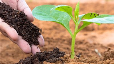 أزمة الأسمدة تتجدد.. مخاوف من قفزة سعرية تهدد الموسم الزراعي الصيفي