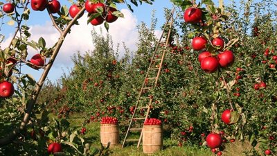 «التباعد الذكي».. استراتيجية فنية لتعظيم ربحية الفدان ورفع جودة المحاصيل التصديرية