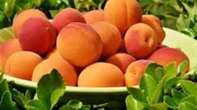 بستان المشمش في «المرحلة الحرجة».. حزمة إرشادات لتعظيم الإنتاج وتحقيق أعلى عوائد تسويقية