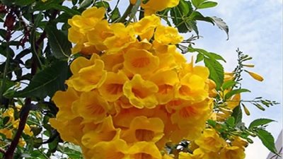 «التيكوما الصفراء».. استثمار جمالي مستدام يواجه تحديات الجفاف والملوحة في مصر