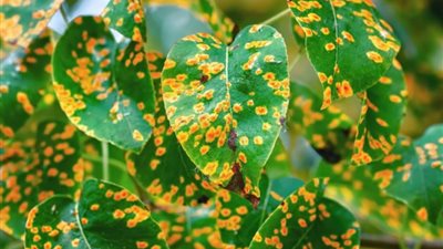 للمزارعين .. مكافحة فعالة للأمراض الفطرية وحماية المحاصيل من الخطر