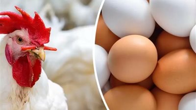 لتعزيز التنافسية العالمية.. «الطيران» تخفض أسعار شحن الدواجن والبيض بنسبة 20%