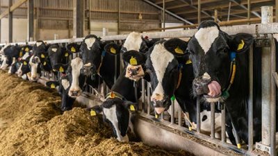 أخطاء بسيطة تقلل إنتاج اللبن رغم صحة الأبقار والجاموس