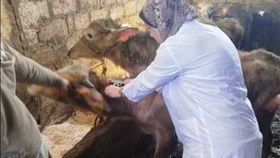 تحصين آلاف الماشية وفحص أكثر من 30 ألف رأس لمواجهة «البروسيلا والسل» خلال شهر واحد