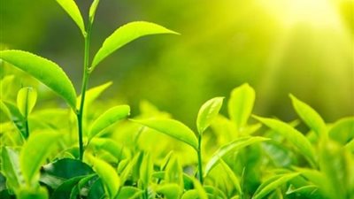 “الحر مش هزار”.. خطوات ذكية تحمي محصولك من الإجهاد الحراري وتقلل الخسائر في عز الصيف