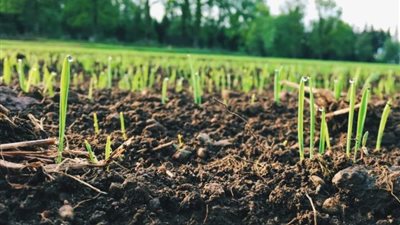 سماد طبيعي بدون تكلفة.. كنوز منزلية ترفع إنتاج نباتاتك أضعاف بدون أسمدة كيميائية