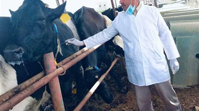 «الزراعة» تكثف حملات مكافحة البروسيلا والسل لحماية الثروة الحيوانية