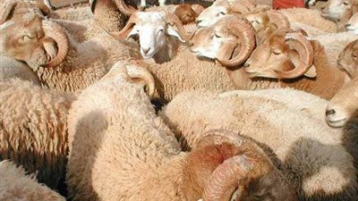 علشان متتغشش.. اعرف السن والمواصفات الصحيحة لاختيار الأضاحي السليمة قبل العيد