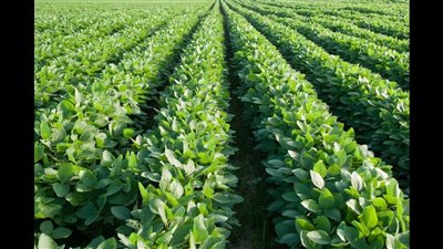 توصيات وزارة الزراعة لإدارة ري وتسميد فول الصويا