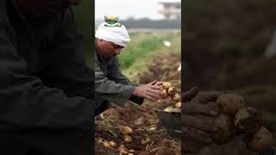 الأرض طرحت خيرها.. إزاي الغذاء صمد قدام إعصار النفط؟