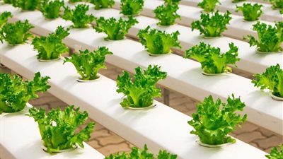 مش لازم أرض كبيرة.. محاصيل مربحة في المساحات الصغيرة ممكن تبقى مشروع دخل ثابت للمزارع