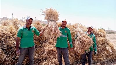إنجاز زراعي في قلب الصحراء.. جامعة «الملك سلمان» تنجح في زراعة القمح بمياه الآبار عالية الملوحة