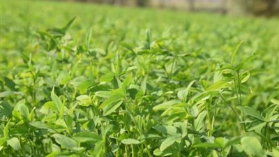  البرسيم البلدي كنز علفي.. استخدامه الصحيح يضاعف مكسبك في التسمين وإنتاج اللبن