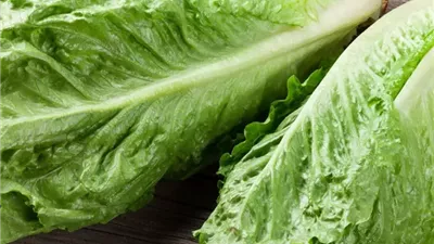  اكتفاء ذاتي من سطح بيتك.. ازرع خس في برميل ووفر أكلك بخطوات بسيطة