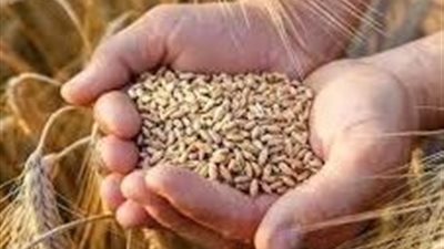 توريد 363 ألف طن قمح محلي في أسبوعين.. ومصر تستهدف خفض فاتورة الاستيراد بـ 5%