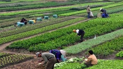 انتهزوا الهدنة المناخية.. مركز المناخ: أبرز التوصيات للمزارعين لحصاد القمح وزراعة المحاصيل الصيفية