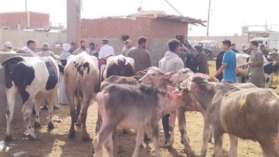 قبل عيد الأضحى.. خطوات الحصول على قرض البتلو بكل سهولة