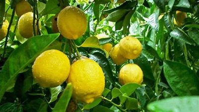 لماذا تصبح ثمار الليمون صغيرة؟ خبراء الزراعة يوضحون الأسباب وطرق العلاج