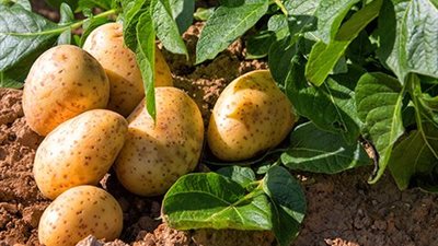 محصول بمزاج السوق.. اية اللي بيحدد مكسب او خسارة البطاطس