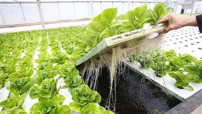 الزراعة بدون تربة.. الهيدروبونيك حل حديث لزيادة الإنتاج في مساحات صغير
