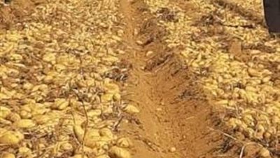  زراعة البطاطس في البلكونة.. خطوات بسيطة لحصاد محصول منزلي ناجح بأقل الإمكانيات