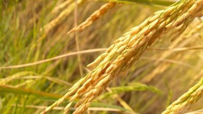 خدمة مشتل الأرز..  إرشادات فنية متكاملة لرفع كفاءة الإنتاج وتقليل الحشائش