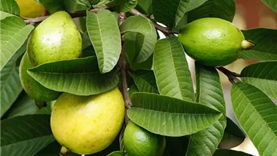 ذبابة الفاكهة تهدد محصول الجوافة.. خطوات فعالة لحماية الثمار ومنع الإصابة بالدود