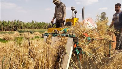 عروس الصعيد «سلة غلال مصر».. المنيا تطلق موسم حصاد القمح وتستهدف توريد 415 ألف طن لعام 2026
