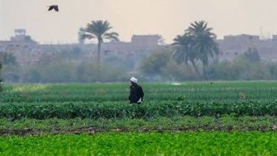 يوم حر ويوم برد.. اعرف أبرز الخطوات لحماية زرعك من التقلبات الجوية