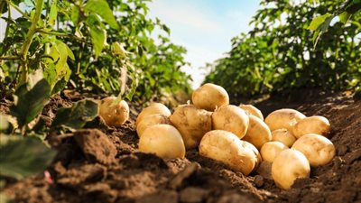 روسيا تقتنص المركز الخامس عالمياً في تصدير رقائق البطاطس