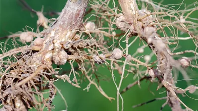 استراتيجيات متكاملة لمكافحة أعفان الجذور دون استخدام المبيدات الكيميائية