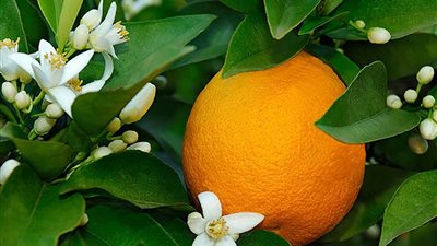 نصائح زراعية مهمة للحفاظ على محصول البرتقال خلال مرحلة العقد