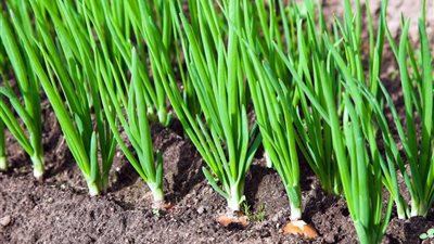 مزرعة بصل أخضر في زجاجة بلاستيكية.. فكرة بسيطة توفر خضار طازج طوال العام 