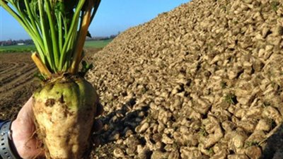 الدقهلية تبدأ حصاد «الذهب الأبيض» وسط طموحات بزيادة إنتاج السكر وتحديات التكلفة