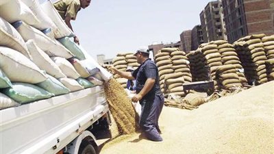حنان مجدي: توريد ربع مليون طن قمح بصوامع وشون الوادي الجديد