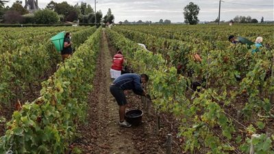 سوق العمل المصري 2025  .. قطاعا الزراعة والتجارة يتصدران المشهد وتراجع ملحوظ في معدلات البطالة
