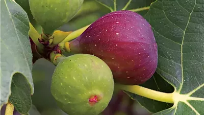 التسميد الذكي لشجرة التين في مرحلة الإثمار.. سر إنتاجية أعلى وجودة أفضل