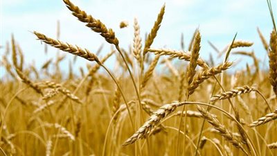 انتهز فرصة الهدنة المناخية.. 