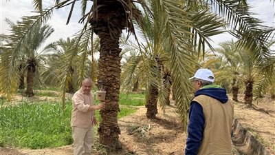 تطوير زراعة النخيل في سيوة باستخدام أحدث الأساليب العلمية