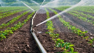 هل اختلاف نوع المياه ممكن يأثر على المحصول؟.. أعرف التفاصيل